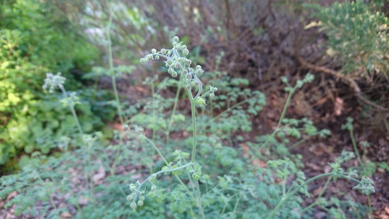 Thalictrum minus adiantifolium Väike ängelhein